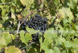 La randonnée des vendanges